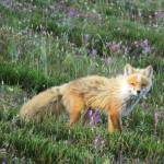Biologists make room for the loons
