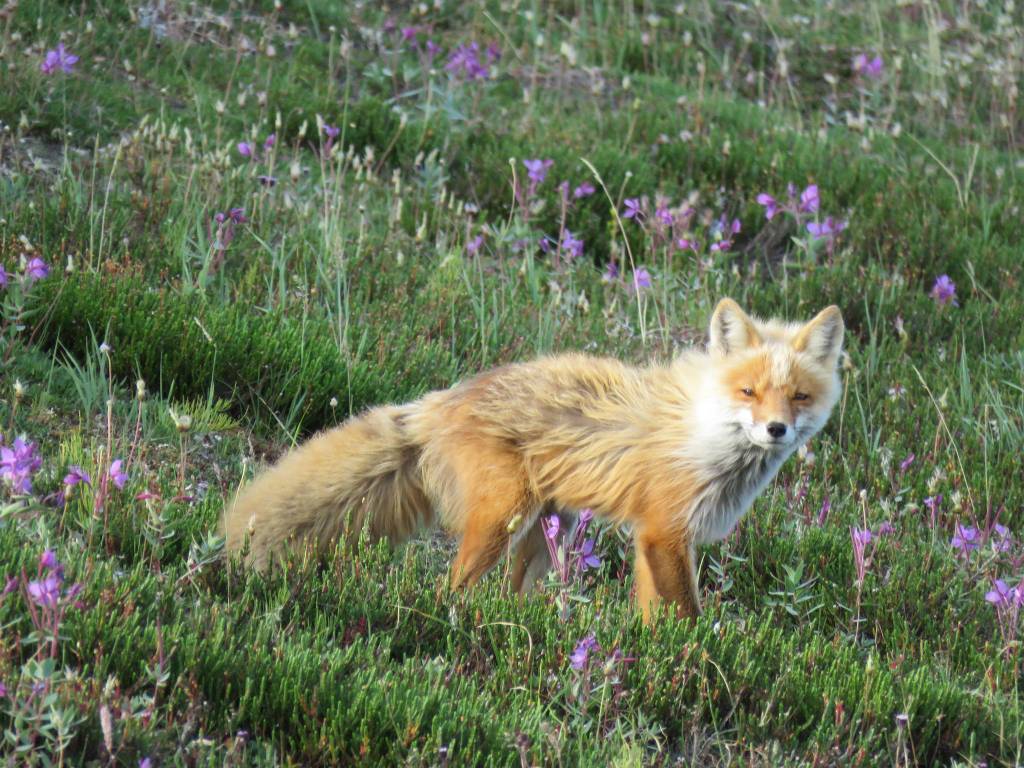 Biologists make room for the loons