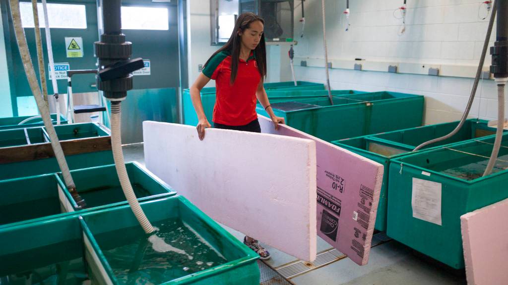 Phallon Tullis-Joyce, the starting goalkeeper for the women&rsquo;s soccer team at the University of Miami, works in the Coastal Fisheries Ecology Lab at the University of Alaska Fairbanks building in Juneau on Thursday, July 6, 2017. (Michael Penn | Juneau Empire)