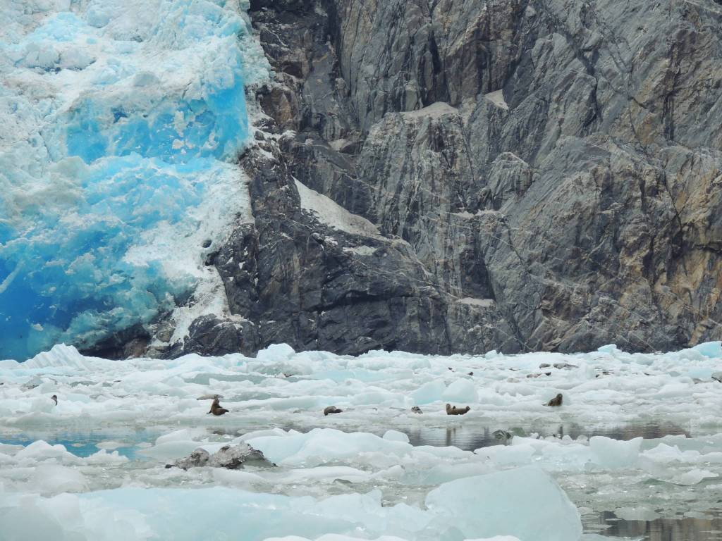 Seals can be seen lying on the icebergs at Sawyer Glacier. (Photo by Kenneth O&rsquo; Brien)