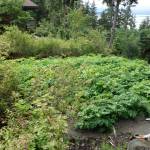 Online farmer’s market brings local produce to Southeast