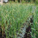 Blueberry bushes growing at Orsi Organic Produce. Photo by Clara Miller. Rows of garlic grown by Orsi Organic Produce. Photo by Clara Miller.