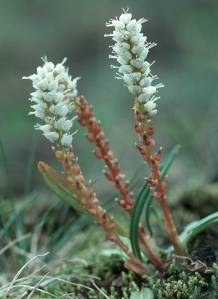 Alpine bistort. (Photo by Bob Armstrong)