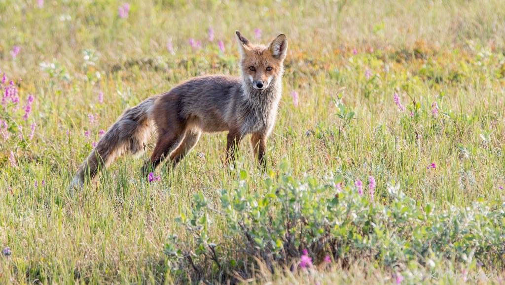 An Arctic fox in a meadow. (Photo by Kerry Howard)
