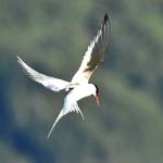 An Arctic tern in flight at the Mendenhall Glacier Recreation Area. (Photo by Linda Shaw)