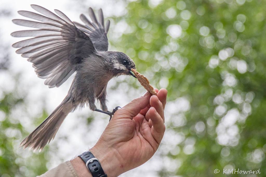 A gray jay enjoys a cracker north of Haines. (Photo by Kerry Howard)