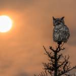 Great-horned owl surveys the smoke-filled landscape along the Yukon River. (Photo by Kerry Howard)