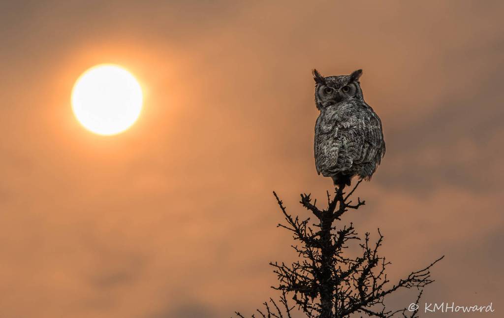 Great-horned owl surveys the smoke-filled landscape along the Yukon River. (Photo by Kerry Howard)