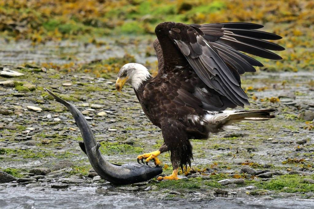 A bald eagle grabs hold of a spawning salmon at Sheep Creek. (Photo by Christopher Grau)
