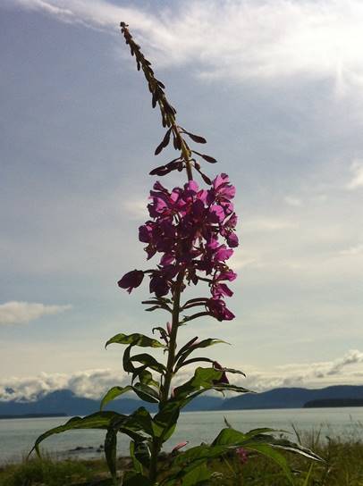 Fireweed blooms. (Photo by Michael Stekoll)