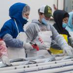 Salmon is processed at Alaska Glacier Seafoods on Tuesday, July 25, 2017. (Michael Penn | Juneau Empire)