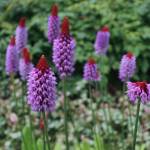 A Primula vialii blooms in the Jensen-Olson Arboretum on Tuesday, July 25, 2017. The arboretum boasts North America&rsquo;s largest primula (primrose) collection, with about 200 varieties. (Alex McCarthy | Juneau Empire)