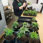 PHOTOS BY MICHAEL PENN | JUNEAU EMPIRE Top Hat Concentrates co-owner Ben Wilcox and cultivator Kevin Doyle replant marijuana plants at the Juneau facility on Thursday. Wilcox co-owns the business with John Nemeth and Tracy LaBarge.