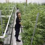 THC Alaska head cultivator Naomi Hamb tends to marijuana plants at the company&rsquo;s Juneau facility on Thursday, July 27, 2017. The business is owned by Ben and Lacy Wilcox, John Nemeth and Tracy LaBarge. (Michael Penn | Juneau Empire)