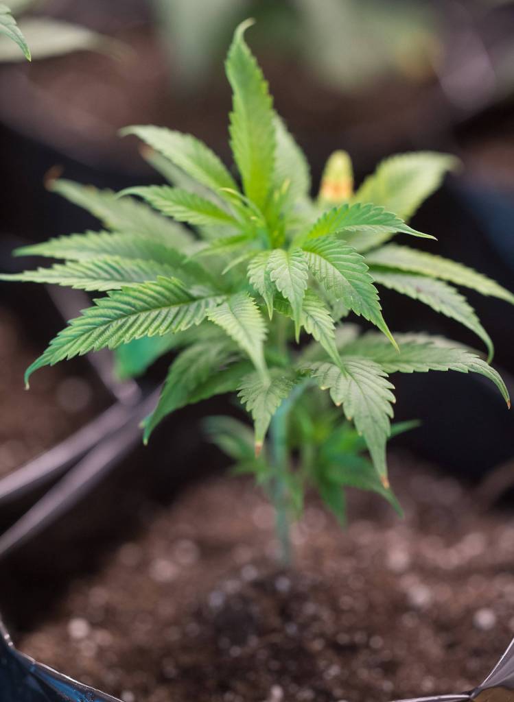 A young marijuana plant at the Top Hat Concentrates facility on Thursday, July 27, 2017. (Michael Penn | Juneau Empire)
