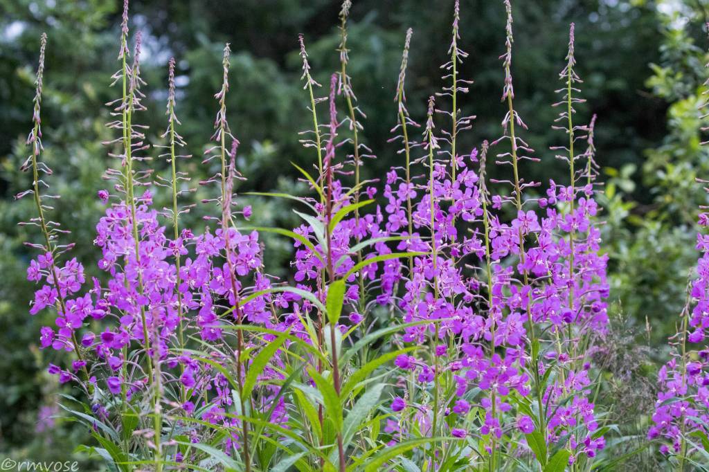Wildflowers on the Mendenhall Wetlands on July 30 signal a few more weeks of summer. (Gina Vose)