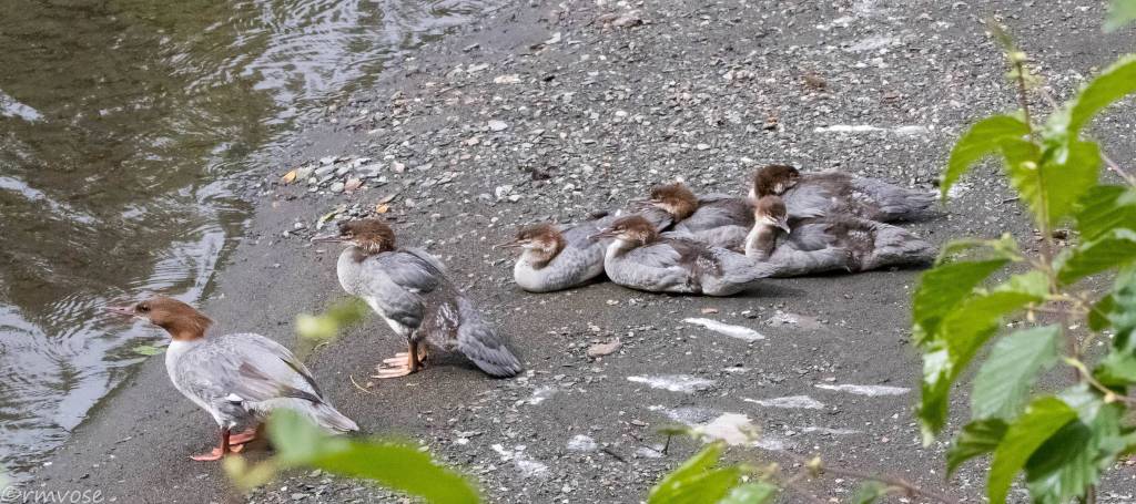 A Merganser and six duckings rest on a streambank in the Mendenhall Glacier Area on July 30. (Gina Vose)