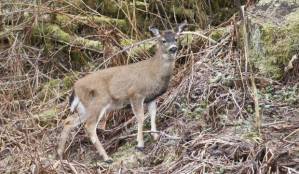 A young Sitka black-tailed deer finds fresh greens to eat along Glacier Highway on Tuesday, Jan. 31, 2017. (Michael Penn | Juneau Empire File)