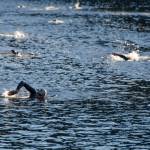 Competitors make their way back to land Saturday during the Aukeman Triathlon. (Konrad Frank | For the Juneau Empire)