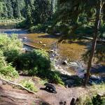 Bear viewing at the Anan Creek Wildlife Observatory on Wednesday, August 9, 2017. (Michael Penn | Juneau Empire)
