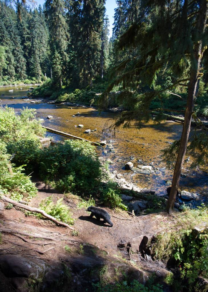 Bear viewing at the Anan Creek Wildlife Observatory on Wednesday, August 9, 2017. (Michael Penn | Juneau Empire)