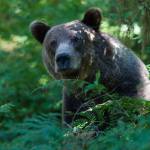 A brown bear on the trail at the Anan Creek Wildlife Observatory on Wednesday, August 9, 2017. (Michael Penn | Juneau Empire)