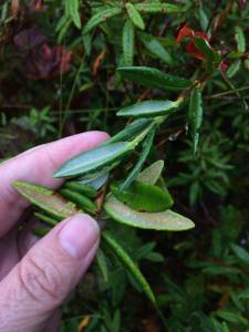 The fuzzy underside of labrador tea. (Photo by Corinne Conlon)