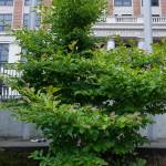 A magnolia tree planted in the memorial garden dedicated to Chief Justice Jay Rabinowitz at the Dimond Courthouse on Thursday, Aug. 24, 2017. (Michael Penn | Juneau Empire)
