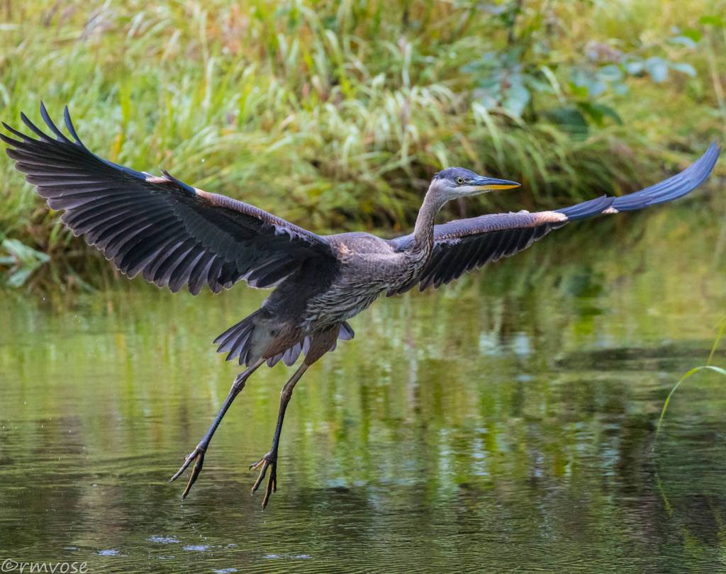 Great blue heron at Mendenhall Glacier. (Gina Vose)