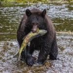 Lunch! Cinnamon colored black bear near Eagle Beach. (Gina Vose)