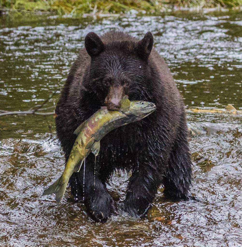 Lunch! Cinnamon colored black bear near Eagle Beach. (Gina Vose)