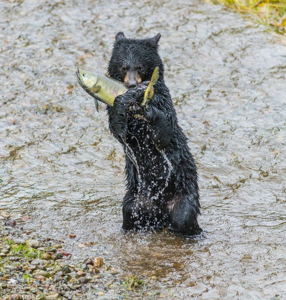 Hang on to that big catch baby; don&rsquo;t drop it! A small black bear near Eagle Beach. (Gina Vose)
