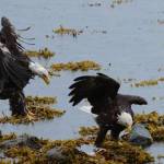 A pair of bald eagles at Petersburg&rsquo;s Sandy Beach Road. (Rickey Williams)