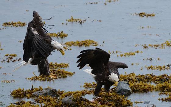 A pair of bald eagles at Petersburg&rsquo;s Sandy Beach Road. (Rickey Williams)