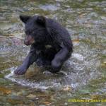 Cub of the year trying to fish on Aug. 23. (Janice Gorle)