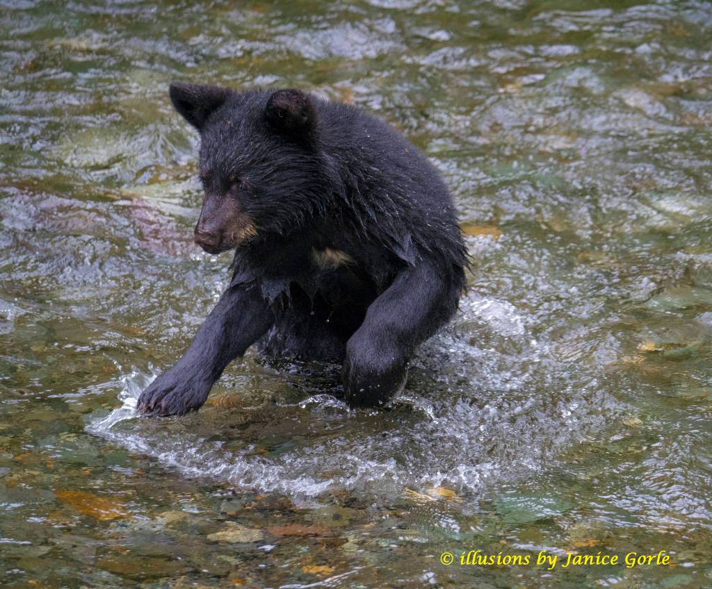 Cub of the year trying to fish on Aug. 23. (Janice Gorle)