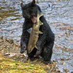 A yearling cub with a dog salmon. (Janice Gorle)