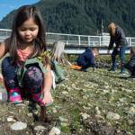Harborview Elementary School first-grader Sofia Fernandez plants a willow with schoolmates on a newly created island next to the Seawalk on Tuesday, Sept. 5, 2017. Harborview students will get a chance to plant 300 native species on the island over the next week to transform the area into habitat for birds. (Michael Penn | Juneau Empire)