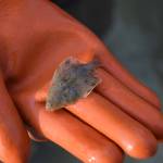 UAS researcher Nina Lundstrom holds a starry flounder. (Kevin Gullufsen | Juneau Empire)