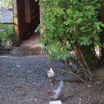 This chicken coup on Randall Road was raided by a brown bear Monday night. (Kevin Gullufsen | Juneau Empire)