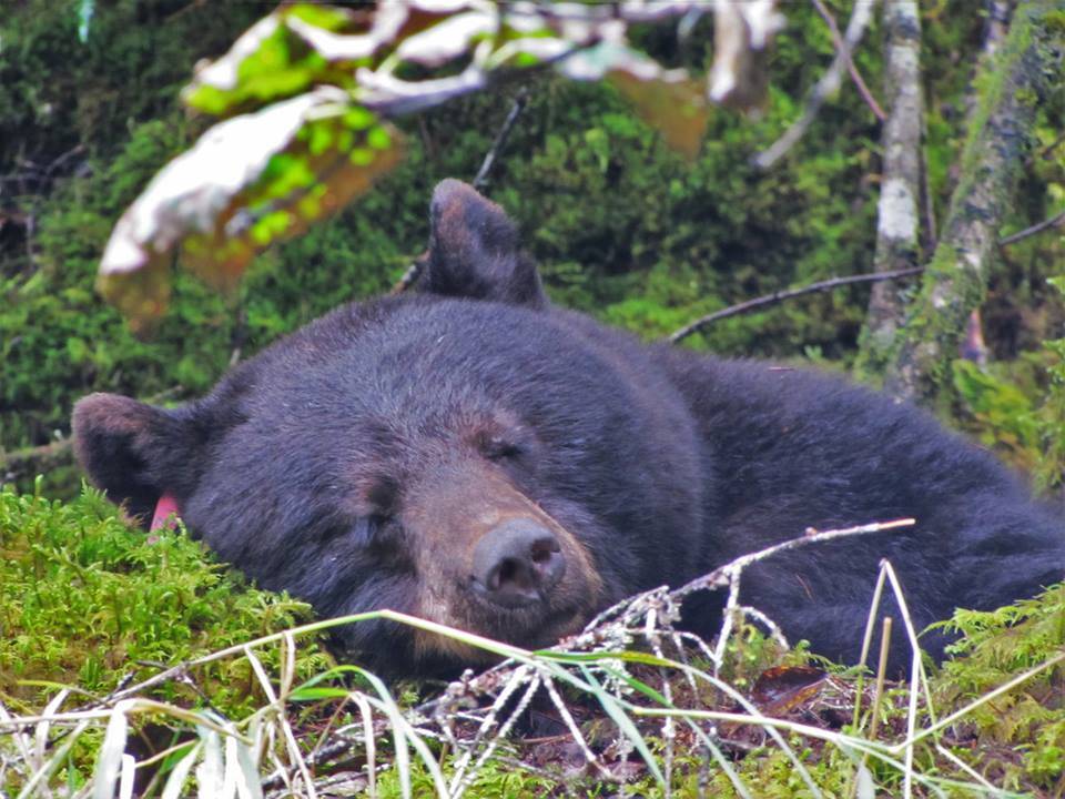 Nicky at the Mendenhall Glacier. She spent her time napping and taking long walks on the beach. (Photo by Rebecca Church)