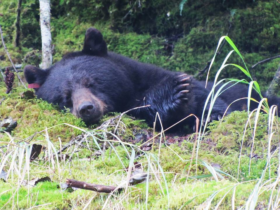 Nicky at the Mendenhall Glacier. She spent her time napping and taking long walks on the beach. (Photo by Rebecca Church)