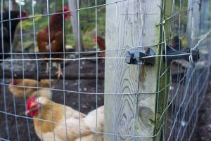 Electric wires surround a chicken coop to deter bears at a North Douglas home on Wednesday, Sept. 20, 2017. (Michael Penn | Juneau Empire)