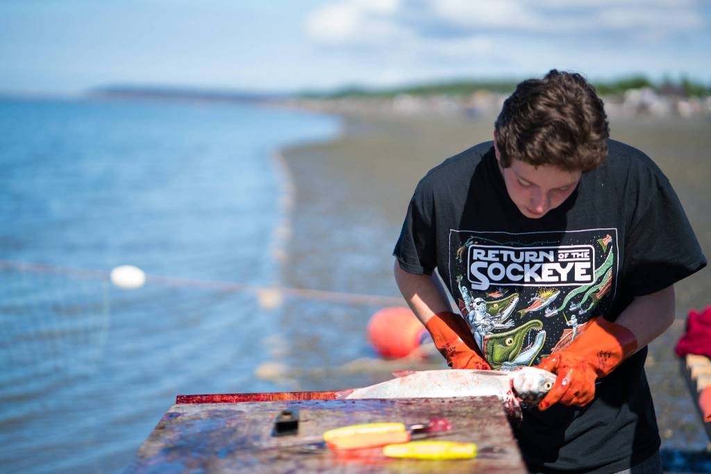 Participants teach each other tricks for processing salmon beside the Situk. (Photo by Bethany Goodrich) Participants teach each other tricks for processing salmon beside the Situk. (Photo by Bethany Goodrich)
