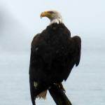 A bedraggled eagle sits in the rain on a Point Bridget stump. (Photo by Denise Carroll)