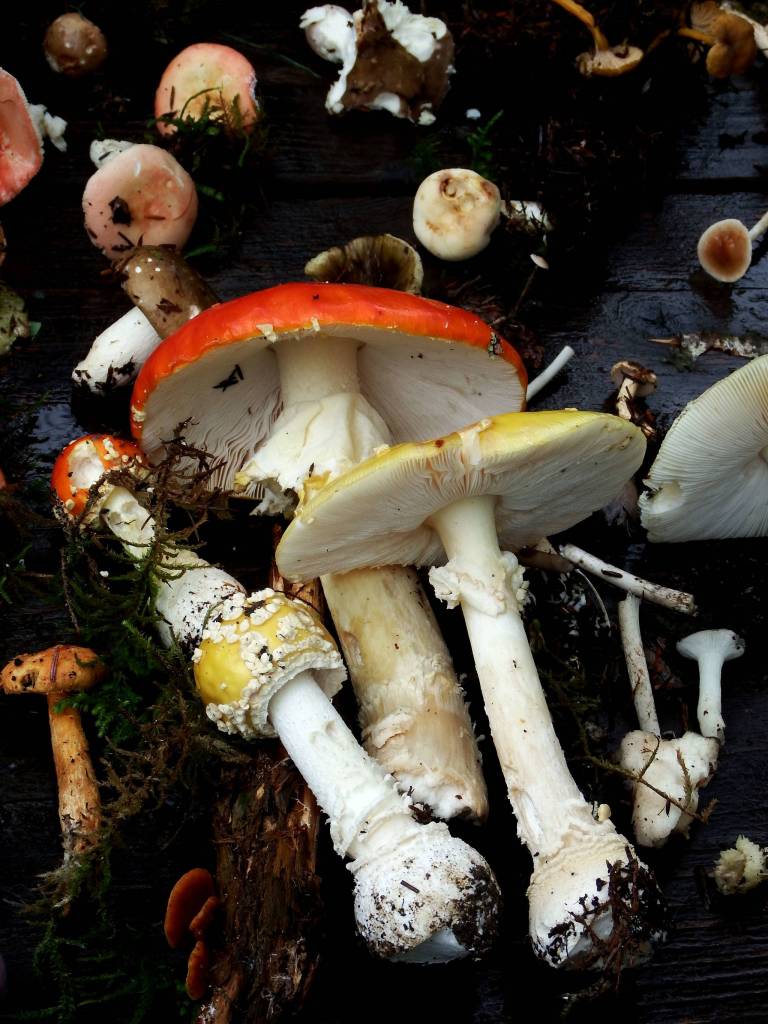 Poisonous amanita mushrooms. (Photo by Linda Shaw)