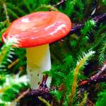 A mushroom along East Glacier Trail. (Photo by Jaeger Dostal)