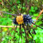 Wooley Bear caterpillar speckled with raindrops on the remnants of a dried cow parsnip flower on Point Bridge trail. (Photo by Denise Carroll)