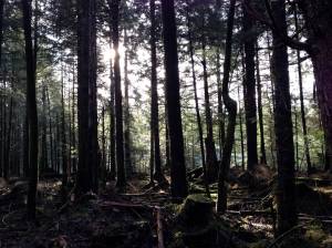 This photo was taken on the Under Thunder Trail in April 2014. (Juneau Empire)