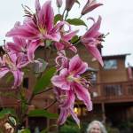 Nell McConahey at her Juneau home with Oriental hybrid lilies still in bloom on Thursday, Oct. 5, 2017. McConahey won for a pink Casablanca lily that was in bloom in August. (Michael Penn | Juneau Empire)